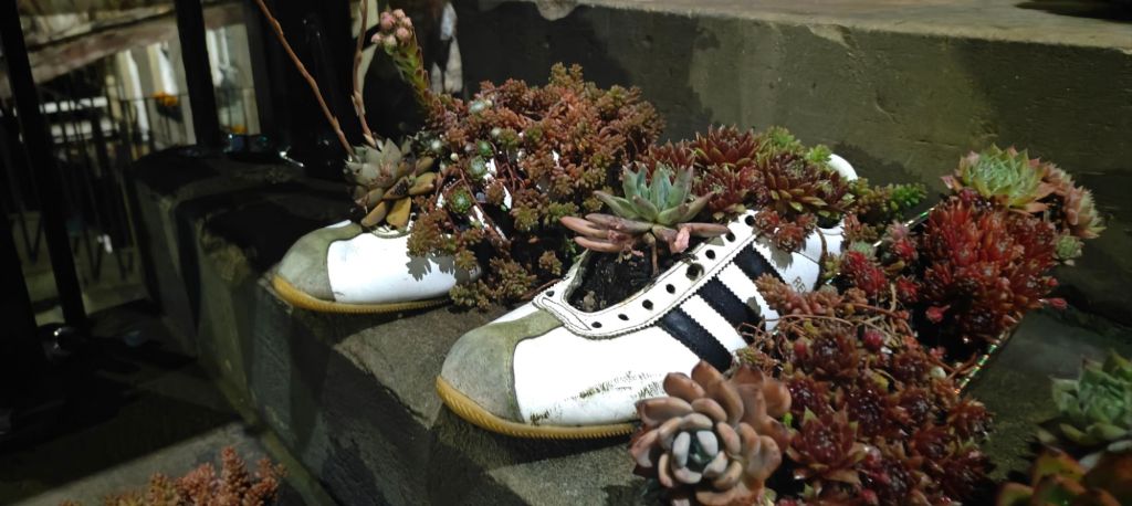 adidas Rekord in white and black used as a plant pot