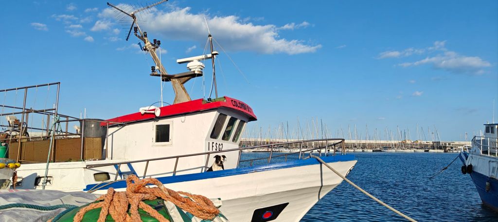 photo of a dog on a boat docked up at Catania Sicily