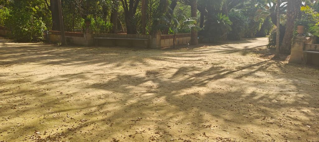 Palm Tree shadow at The Botanical Gardens in Palermo