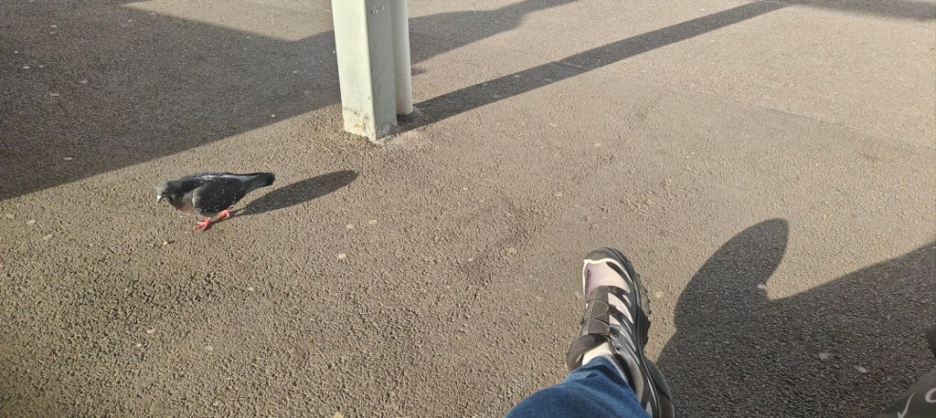 Salomon XT-4 Footpatrol worn at Clapham Junction with roaming piegeon in the background